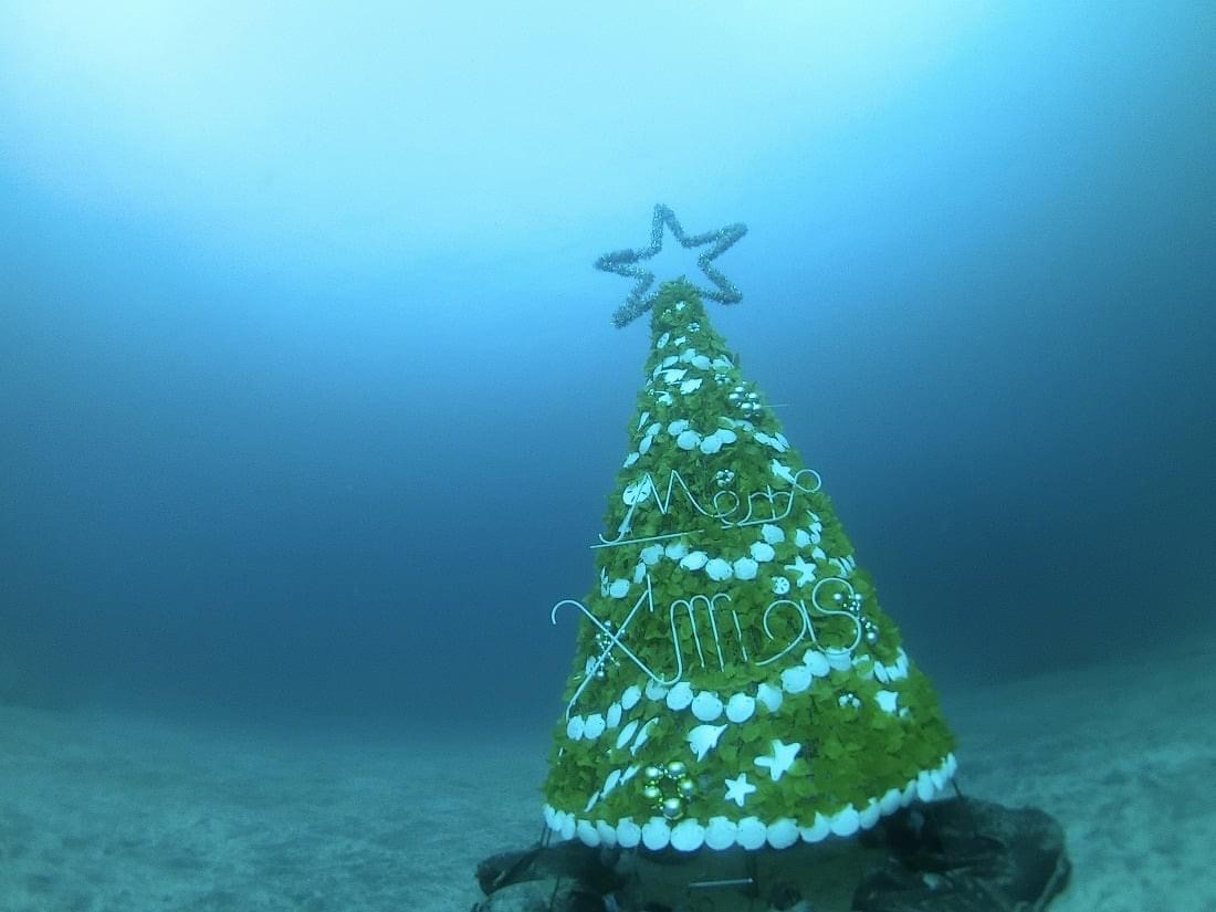 伊豆海洋公園　クリスマスツリー