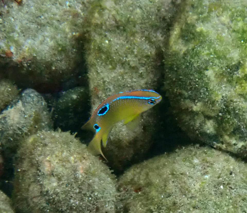 イチモンスズメダイ　伊豆