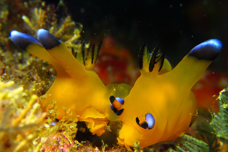 ピカチュウ　初島　交接　ダイビング