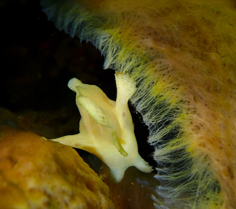 オオモンカエルアンコウ　ザラカイメン　初島