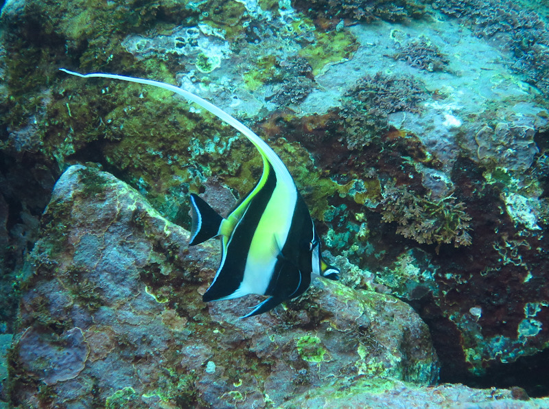 ダイビング　中性浮力　神奈川県　PADI　ツノダシ