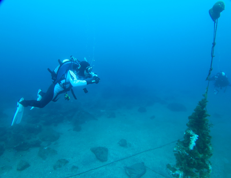 ダイビング　中性浮力　神奈川県　PADI　ホバリング