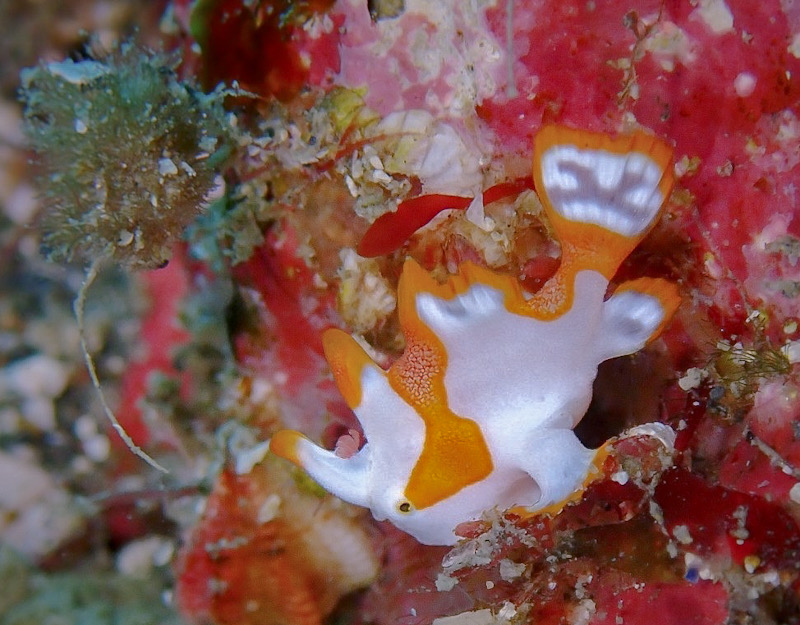 勝山　千葉　かっちゃま　ダイビング　クマドリカエルアンコウ