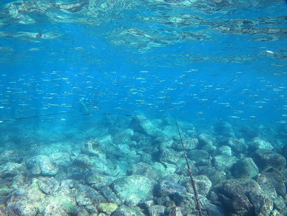 江の浦　ダイビング　ビーチポイント　生物情報