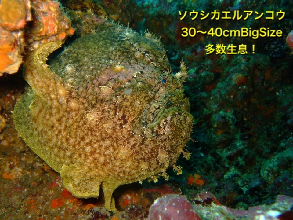 ソウシカエルアンコウ　伊東　五島根