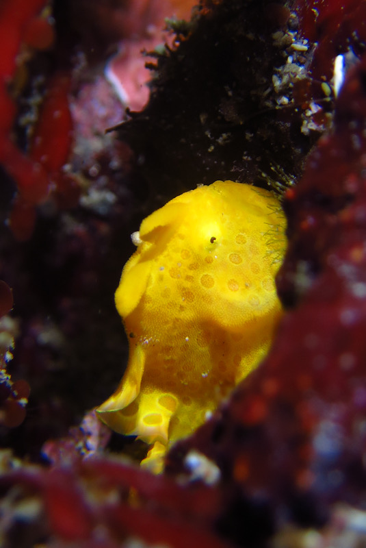 江の浦　カエルアンコウ　ダイビング