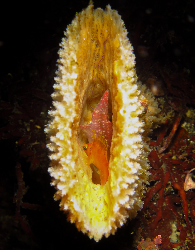 ザラカイメン　ダイビング　魚　寝てる