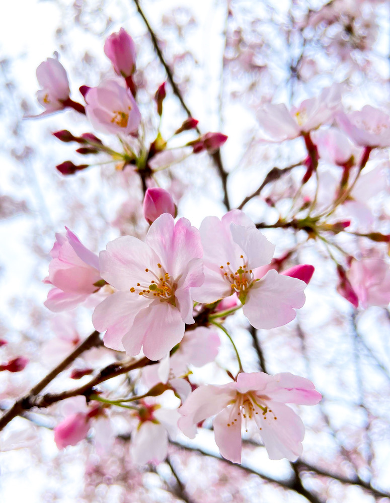 桜　春分の日