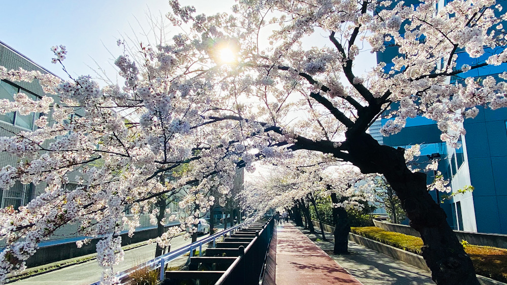 大船　桜　桜並木