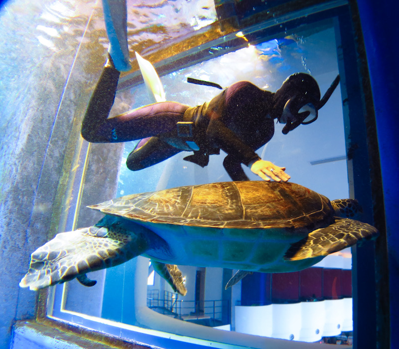 水槽　ダイビング　千葉　水族館　ウミガメ