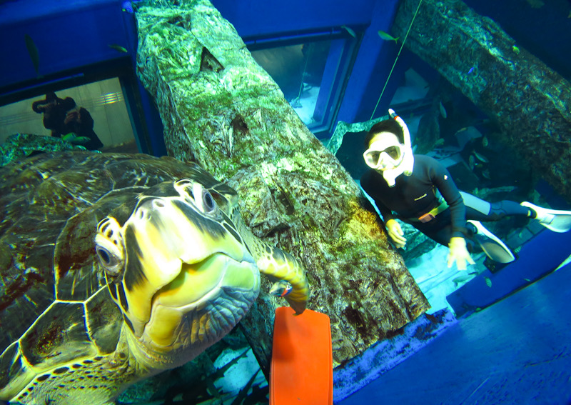 水槽　ダイビング　千葉　水族館　ウミガメ