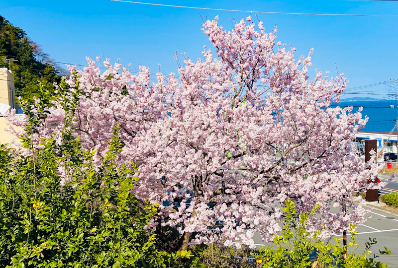 小田原　桜　ダイビング