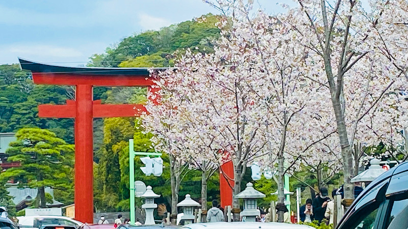 鎌倉　桜　八幡宮　段葛　2021