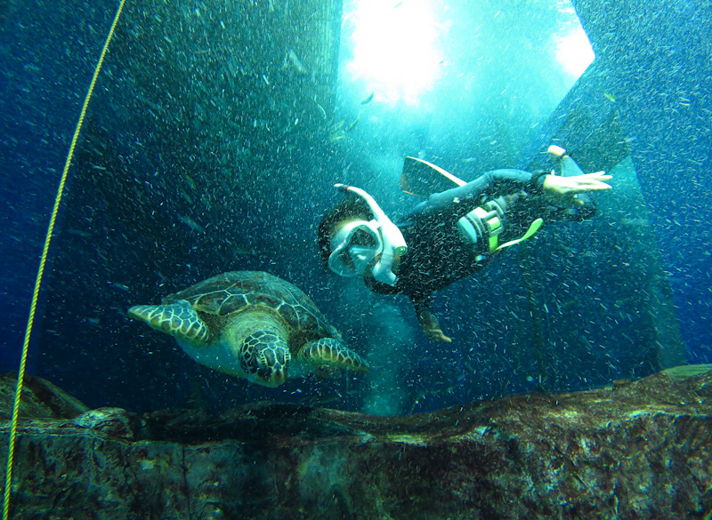 水槽　ダイビング　千葉　水族館　ウミガメ