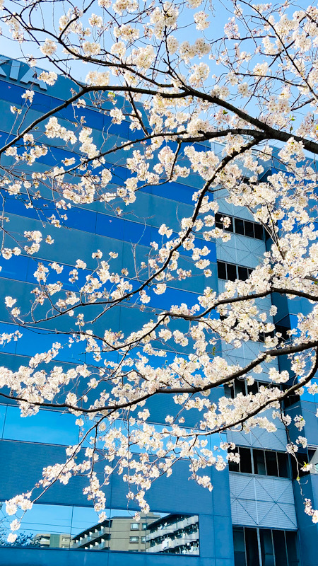 大船　桜　桜並木