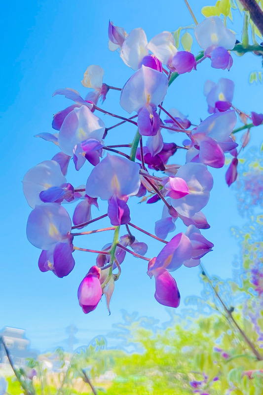 横須賀　しょうぶ園　藤の花