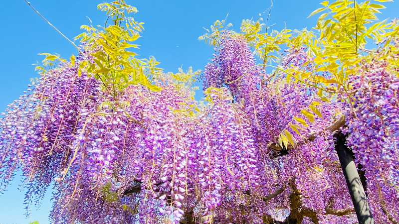 横須賀　しょうぶ園　藤の花