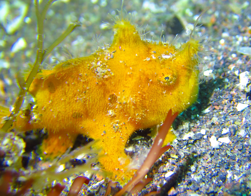 大瀬崎　カエルアンコウ