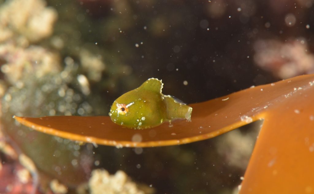 城ヶ島　ダンゴウオ　ダイビング