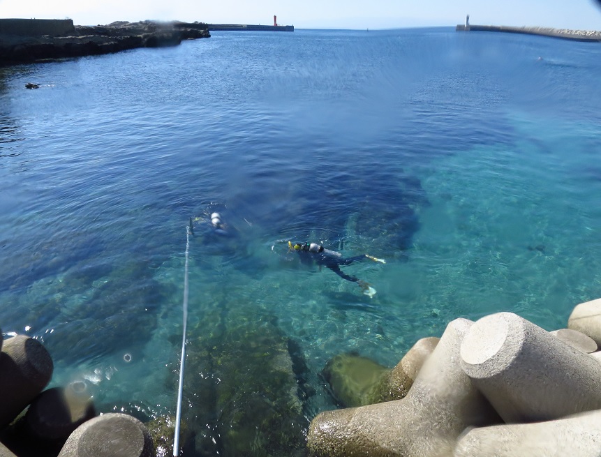 城ヶ島　ダンゴウオ　ダイビング