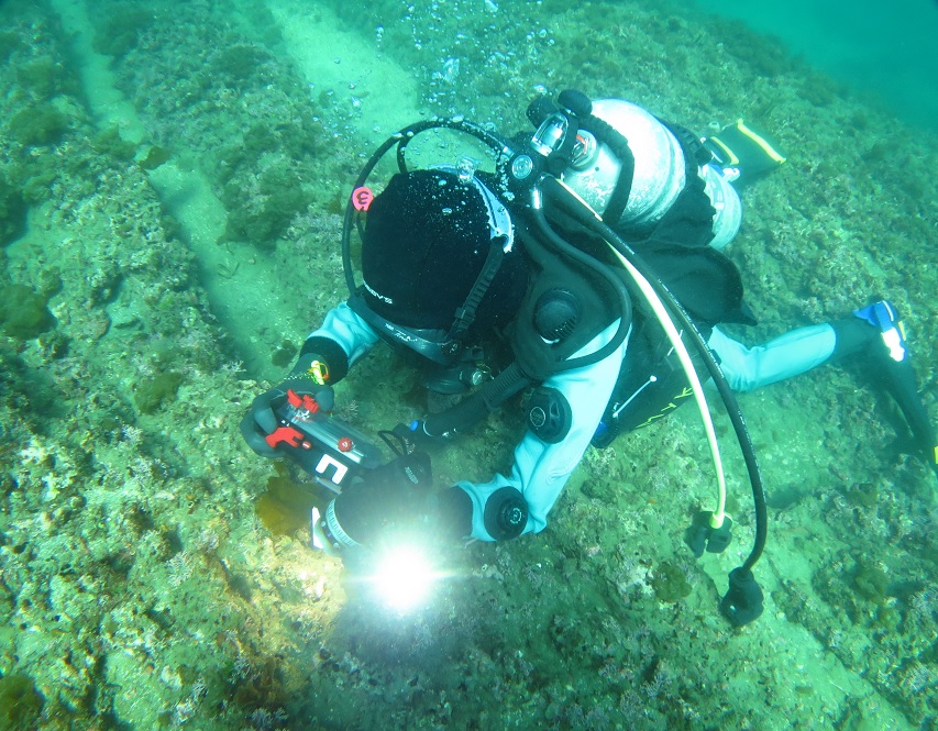 城ヶ島　ダンゴウオ　ダイビング