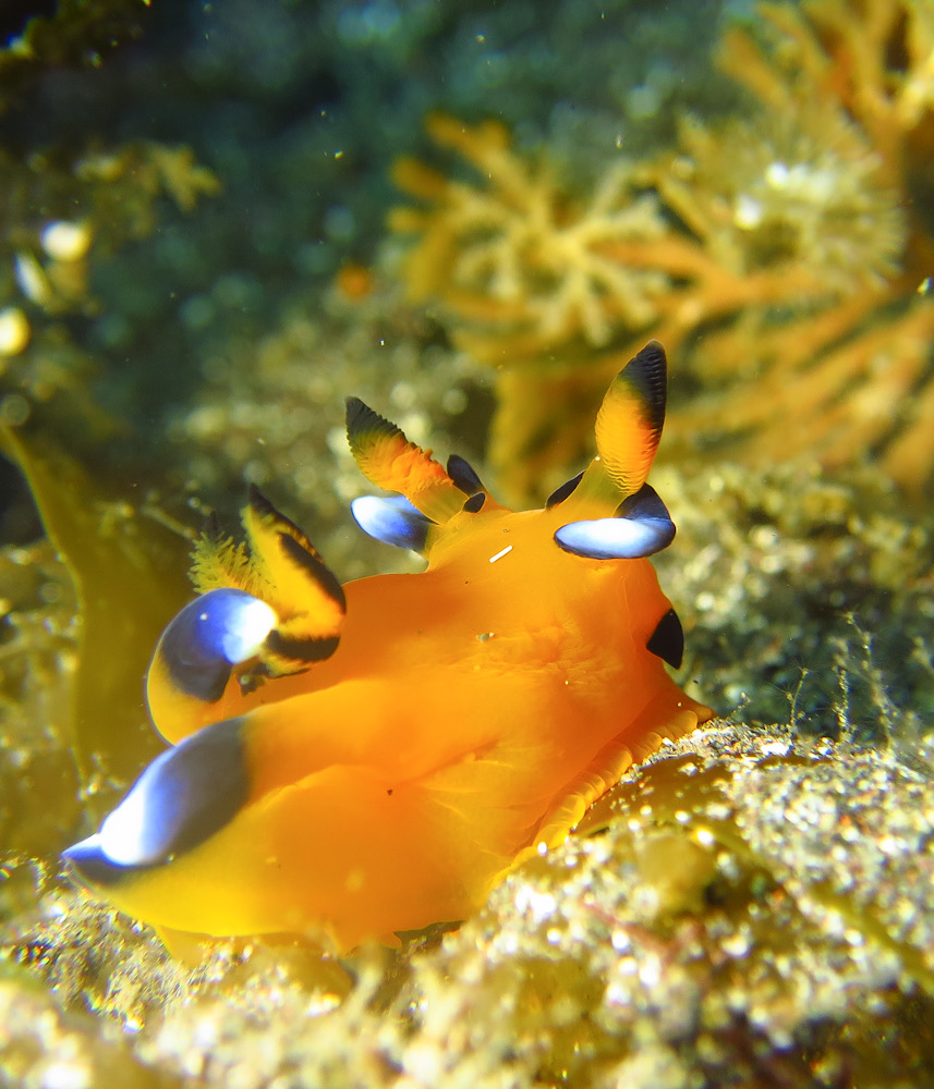 大瀬崎　ウデフリツノザヤウミウシ　ピカチュウ