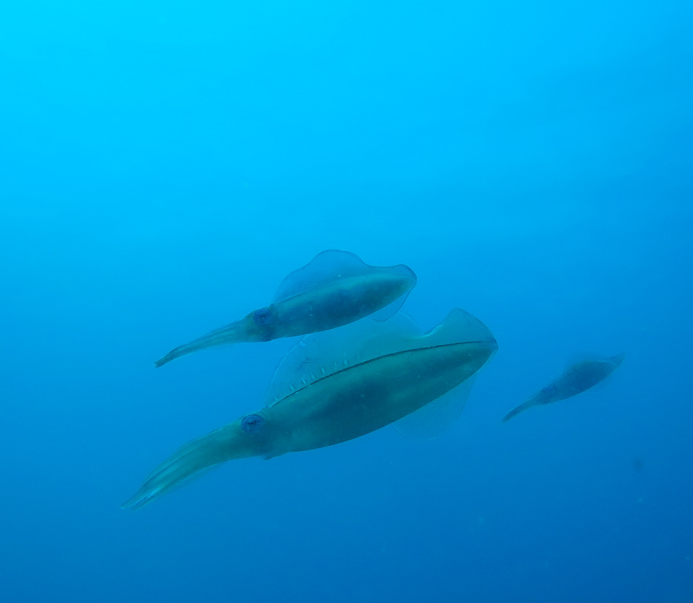 アオリイカ　ダイビング　江の浦