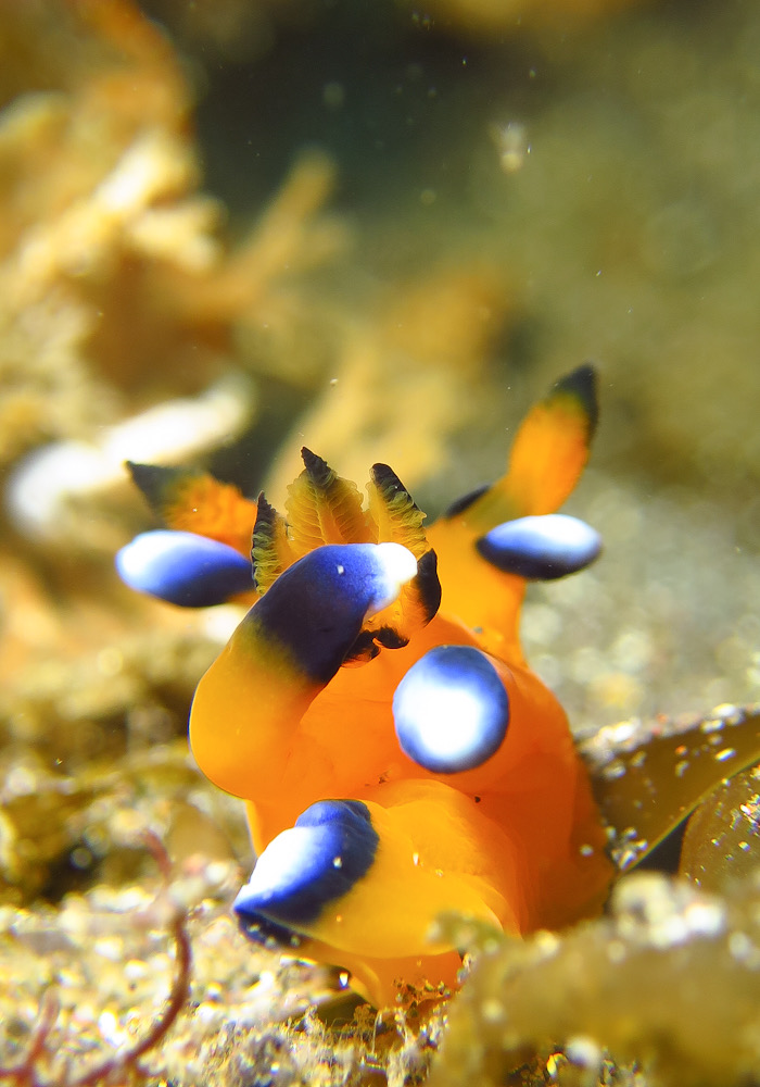 大瀬崎　ウデフリツノザヤウミウシ　ピカチュウ