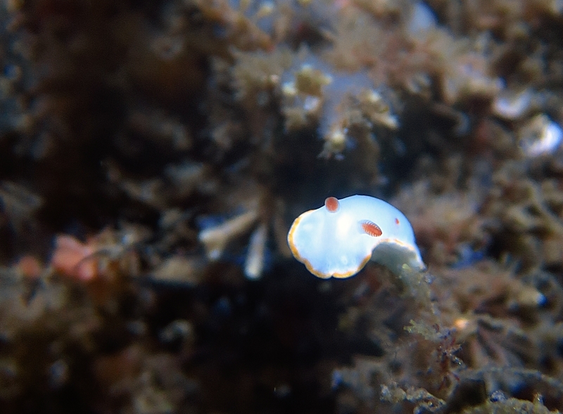 逗子　ダイビング　オオタカ根　シラユキウミウシ