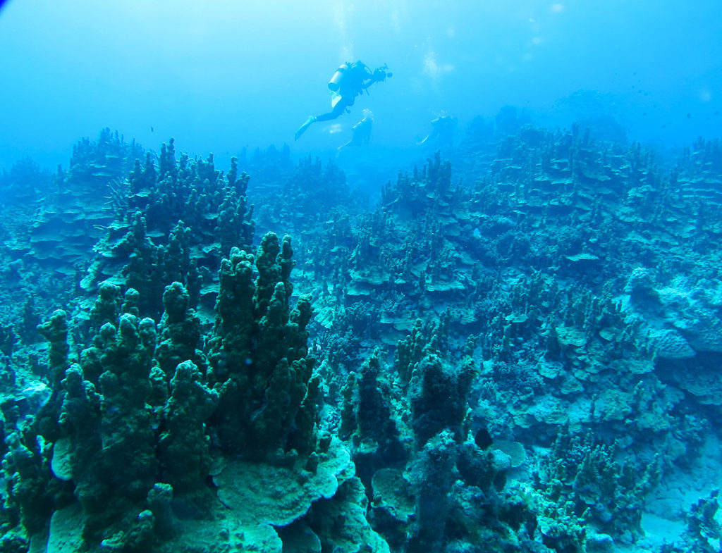 沖縄　西表島　パラオハマサンゴ　ダイビング