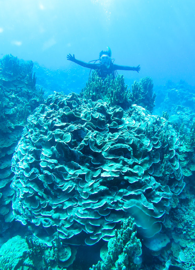 西表島　ダイビング　　シェルドレス　サンゴ