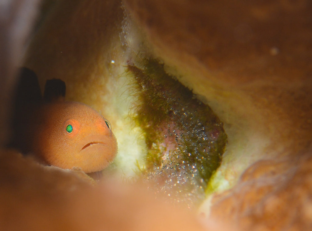 パンダダルマハゼ　沖縄　西表島