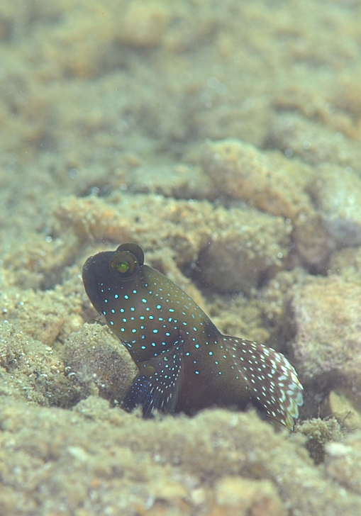 名付け親　ギンガハゼ　西表島　T'sエリア　汽水域　ハゼ