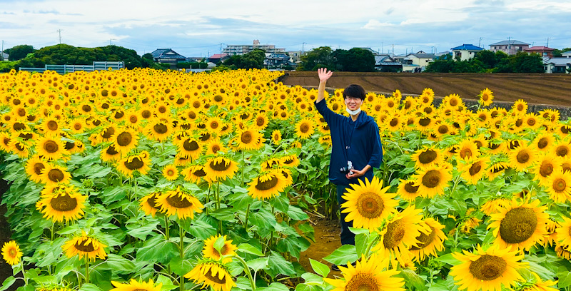 神奈川　三浦　ひまわり畑