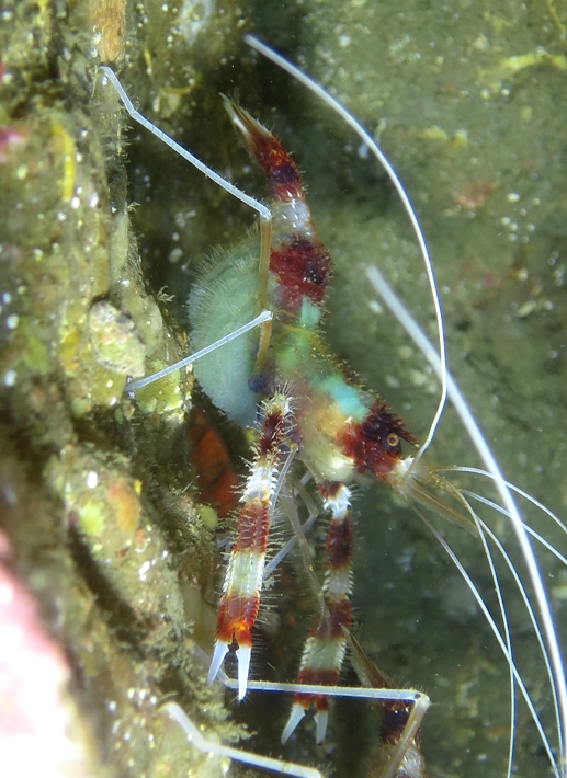 宮川湾　ダイビング　オトヒメエビ