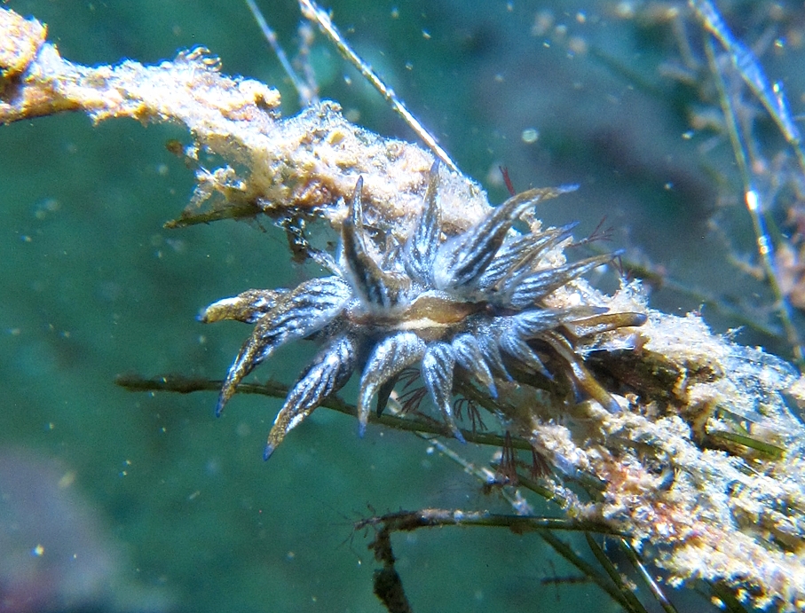 トウヨウモウミウシ　三浦　ダイビング　宮川湾