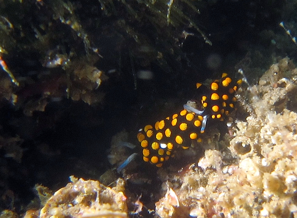 テントウウミウシ　三浦　ダイビング　宮川湾