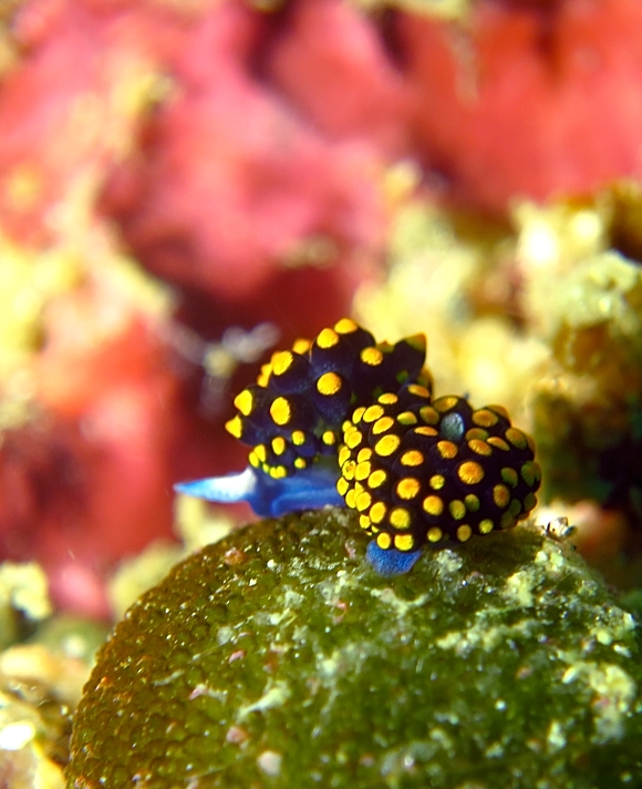 宮川湾　ダイビング　テントウウミウシ