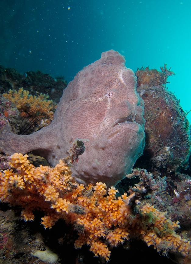 オオモンカエルアンコウ　三浦　ダイビング　宮川湾