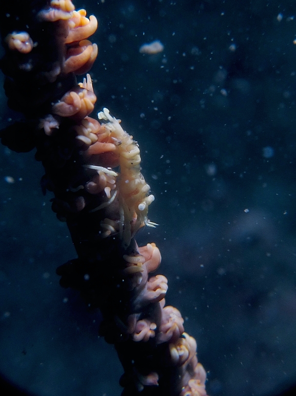 ムチカラマツエビ　三浦　ダイビング　宮川湾