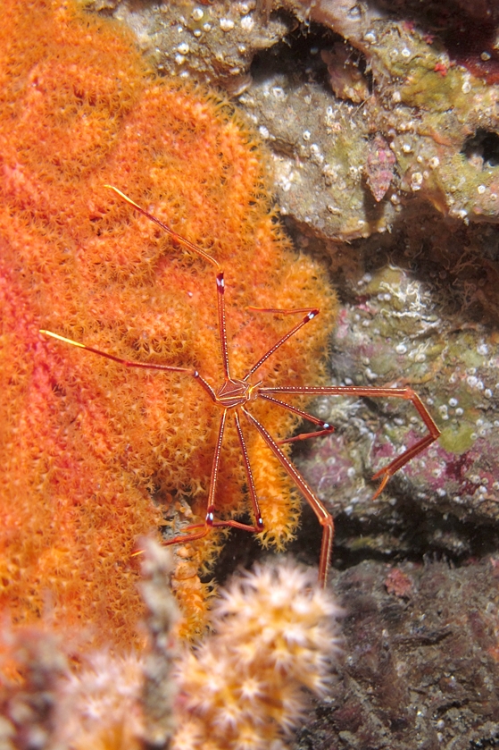 オルトマンワラエビ　三浦　ダイビング　宮川湾