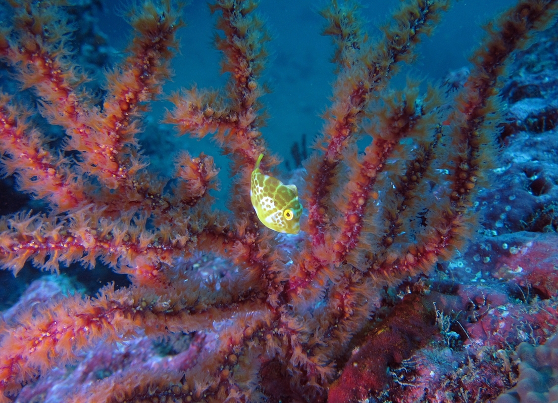 ノコギリハギ　幼魚　三浦　ダイビング　宮川湾