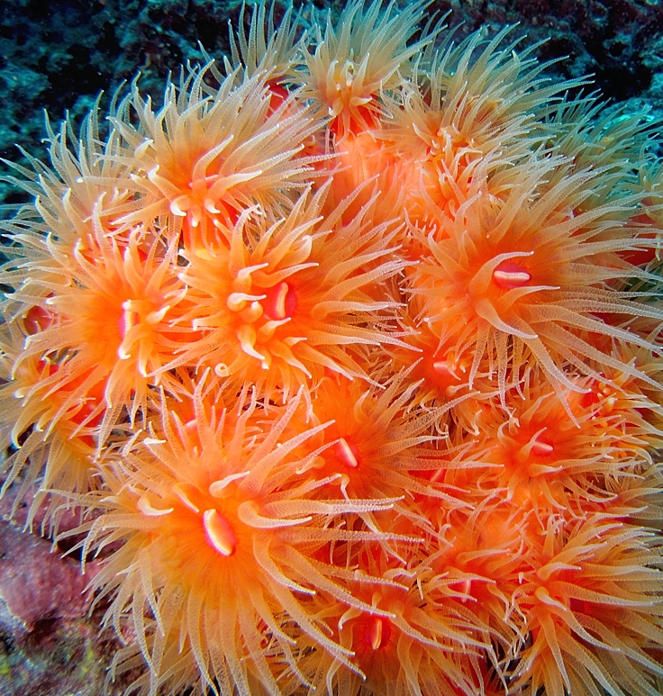 イボヤギ　サンゴ　神奈川　　三浦　ダイビング　宮川湾