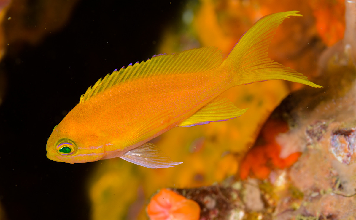 スミレナガハナダイ　串本　幼魚　メス