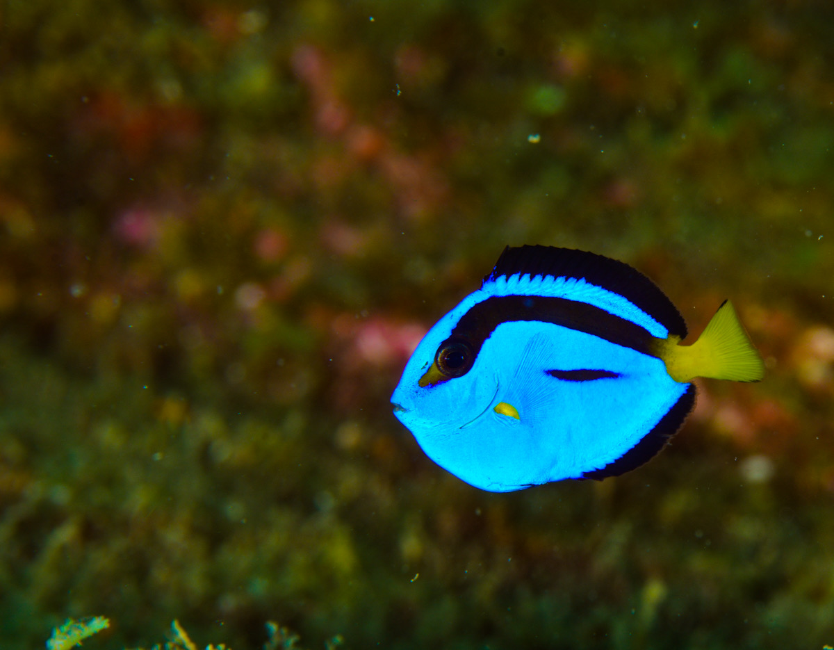 ナンヨウハギ　幼魚　串本　ダイビング