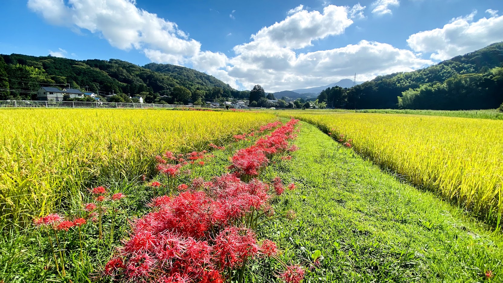 彼岸花　ヒガンバナ　秋の花　稲穂