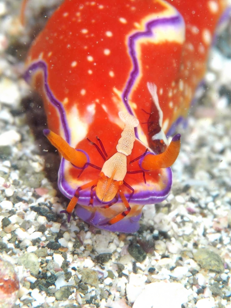 ウミウシカクレエビ　ニシキウミウシ　串本