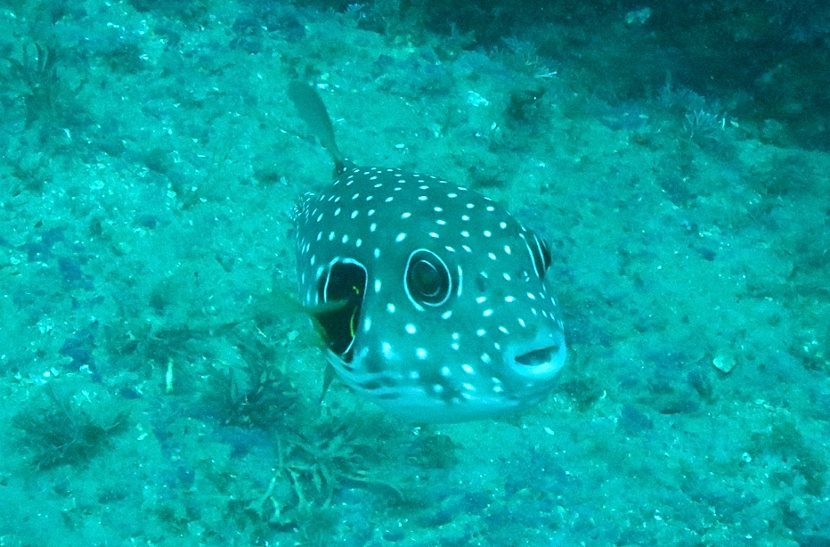 サザナミフグ　伊豆　雲見