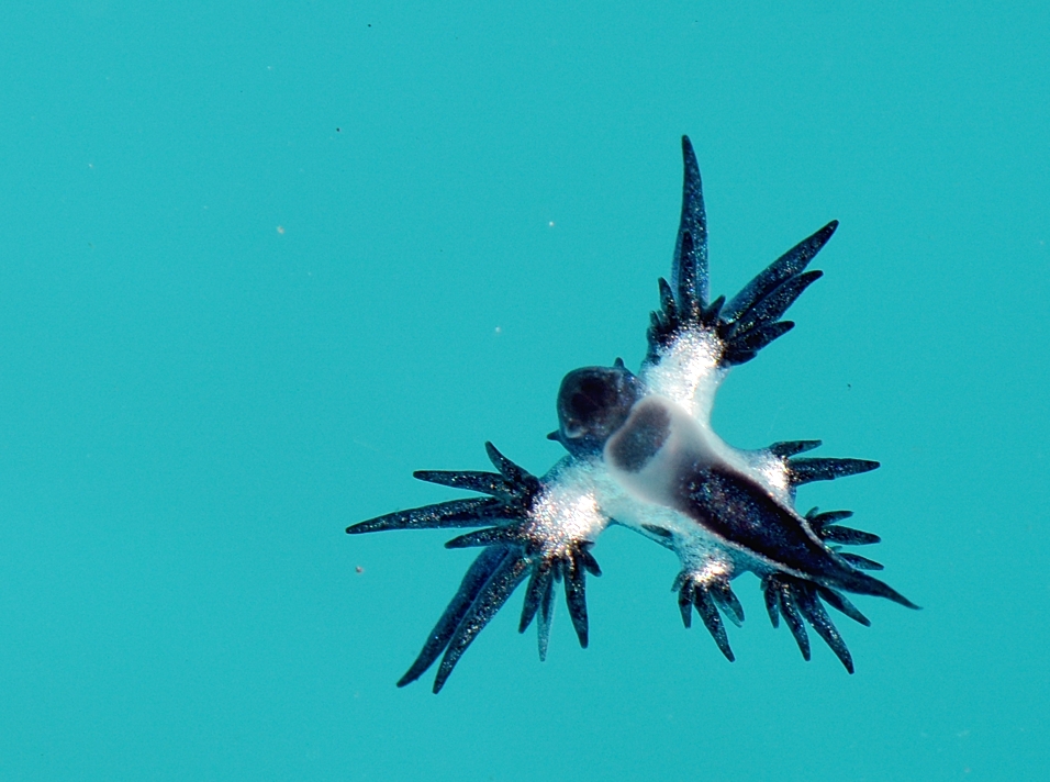 アオミノウミウシ　ブルードラゴン　湘南　鎌倉