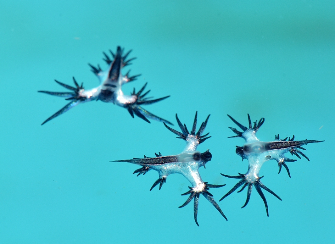 アオミノウミウシ　ブルードラゴン　湘南　鎌倉